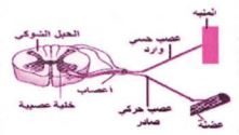 خلية عصبية